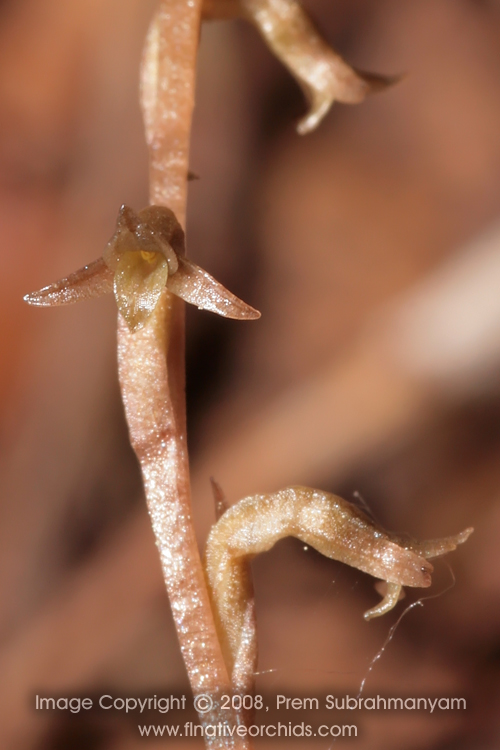 Copper Ladies Tresses (Mesadenus lucayanus)