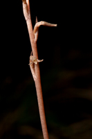 Copper Ladies Tresses (Mesadenus lucayanus)