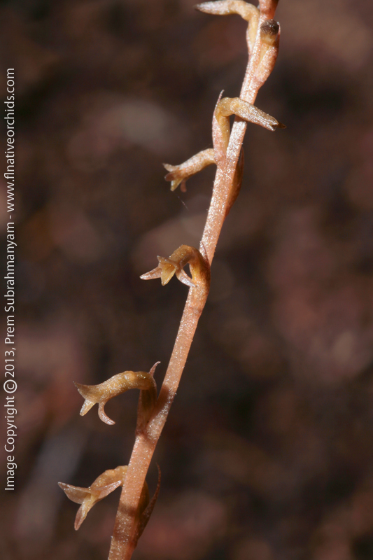 Copper Ladies Tresses (Mesadenus lucayanus)