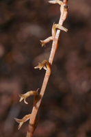 Copper Ladies Tresses (Mesadenus lucayanus)