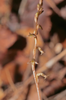 Copper Ladies Tresses (Mesadenus lucayanus)
