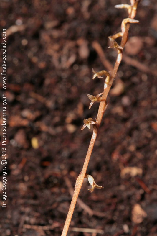 Copper Ladies Tresses (Mesadenus lucayanus)