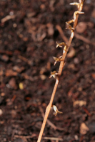 Copper Ladies Tresses (Mesadenus lucayanus)