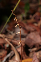Copper Ladies Tresses (Mesadenus lucayanus)