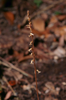 Copper Ladies Tresses (Mesadenus lucayanus)