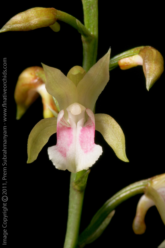 Monk Orchid, African Spotted Orchid (Oeceoclades maculata) - Flower