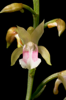 Monk Orchid, African Spotted Orchid (Oeceoclades maculata) - Flower