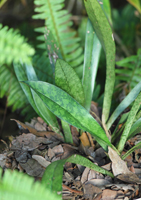 Monk Orchid, African Spotted Orchid (Oeceoclades maculata) - Plant in situ.