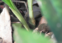 Monk Orchid, African Spotted Orchid (Oeceoclades maculata) - Pseudobulb closeup