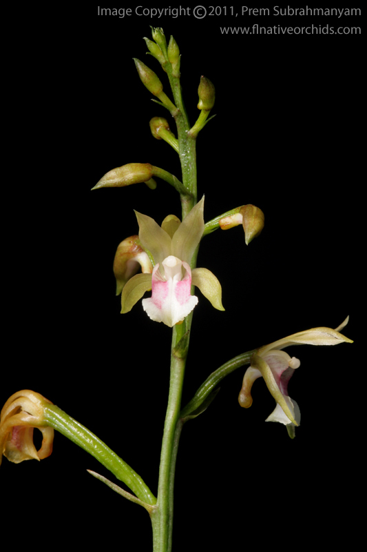 Monk Orchid, African Spotted Orchid (Oeceoclades maculata) - Flowering stem.