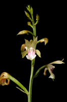 Monk Orchid, African Spotted Orchid (Oeceoclades maculata) - Flowering stem.