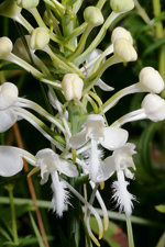 White Fringed Orchid (Platanthera blephariglottis var. conspicua) - closeup