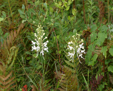 White Fringed Orchid (Platanthera blephariglottis) - plants in situ