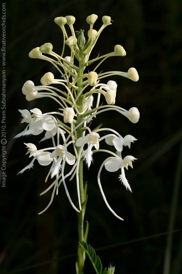 White Fringed Orchid (Platanthera blephariglottis var. conspicua) - full inflorescence.