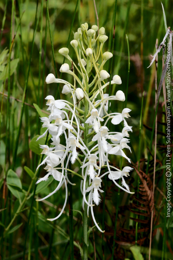 White Fringed Orchid (Platanthera blephariglottis var. conspicua) - closeup