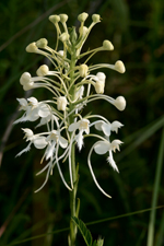 White Fringed Orchid (Platanthera blephariglottis var. conspicua) - full inflorescence.