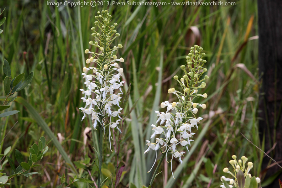 White Fringed Orchid (Platanthera blephariglottis v. conspicua)