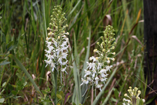 White Fringed Orchid (Platanthera blephariglottis v. conspicua)