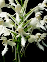 White Fringed Orchid (Platanthera blephariglottis var. conspicua) - closeup