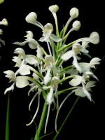 White Fringed Orchid (Platanthera blephariglottis var. conspicua) - full inflorescence.