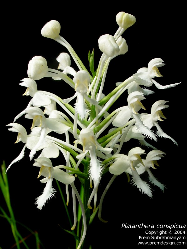 White Fringed Orchid (Platanthera blephariglottis var. conspicua) - inflorescence