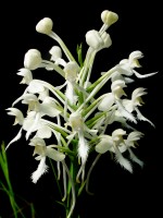 White Fringed Orchid (Platanthera blephariglottis var. conspicua) - inflorescence