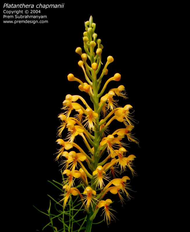 Chapman's Fringed Orchid (Platanthera chapmanii)
