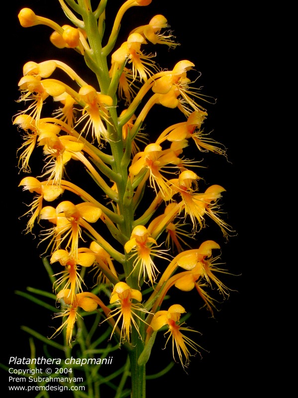 Chapman's Fringed Orchid (Platanthera chapmanii)