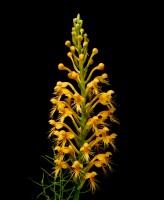 Chapman's Fringed Orchid (Platanthera chapmanii)