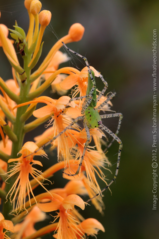 Chapman's Fringed Orchid (Platanthera chapmanii) with Green Lynx Spider
