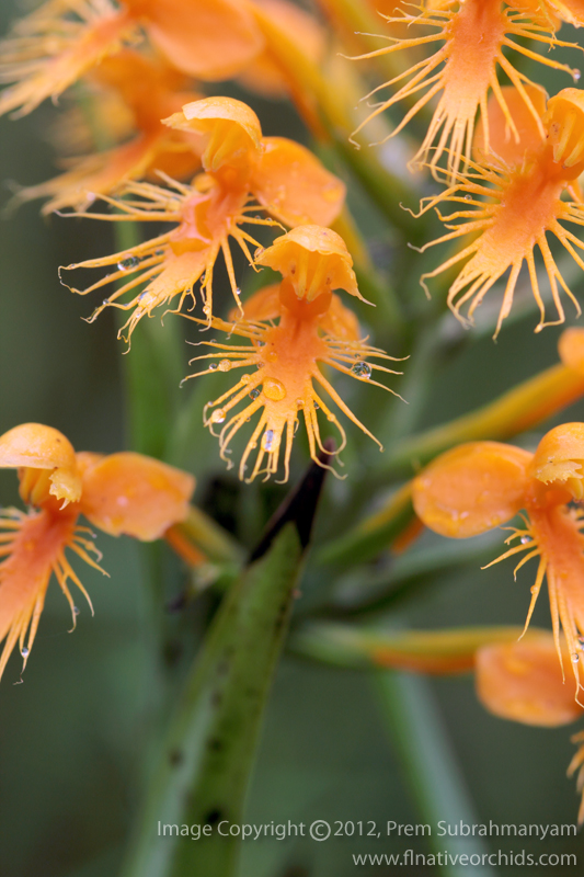 Chapman's Fringed Orchid (Platanthera chapmanii) Flower Closeup