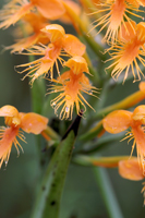 Chapman's Fringed Orchid (Platanthera chapmanii) Flower Closeup