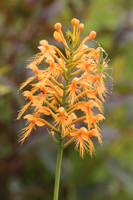 Chapman's Fringed Orchid (Platanthera chapmanii) - Entire Spike