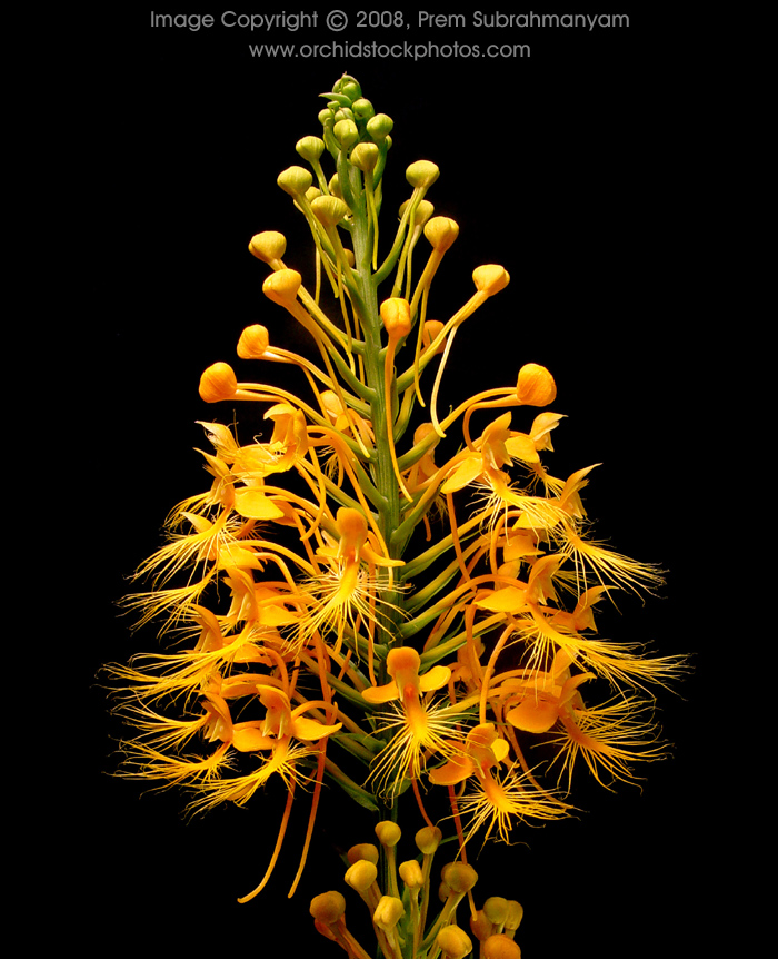 Orange Fringed Orchid (Platanthera ciliaris) - Spike beginning to open.