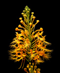 Orange Fringed Orchid (Platanthera ciliaris) - Spike beginning to open.
