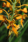 Orange Fringed Orchid (Platanthera ciliaris) - Pair of flowers, close-up.