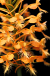 Orange Fringed Orchid (Platanthera ciliaris)