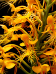 Orange Fringed Orchid (Platanthera ciliaris) - Flower close-up shot.