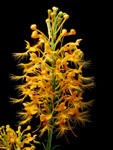 Orange Fringed Orchid (Platanthera ciliaris) - Spike as fully open as possible.