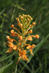 Orange Fringed Orchid (Platanthera ciliaris) - Plant with environment, closer shot.