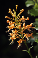 Orange Fringed Orchid (Platanthera ciliaris) - whole spike