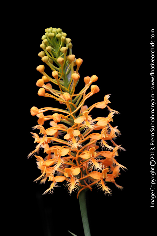 Orange Fringed Orchid (Platanthera ciliaris)