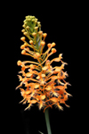 Orange Fringed Orchid (Platanthera ciliaris)