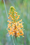 Orange Fringed Orchid (Platanthera ciliaris)