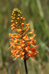 Orange Fringed Orchid (Platanthera ciliaris)