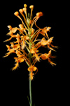 Orange Fringed Orchid (Platanthera ciliaris) - entire spike