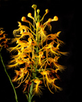 Orange Fringed Orchid (Platanthera ciliaris) - Entire flower spike.