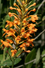 Hybrid Fringed Orchid (Platanthera x channellii)