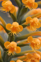 Crested Fringed Orchid (Platanthera cristata) - Flower Close-up