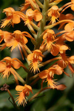 Hybrid Fringed Orchid (Platanthera x channellii)